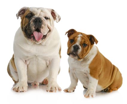 two dogs - english bulldogs sitting looking at view - one 9 months old the other 4 months old