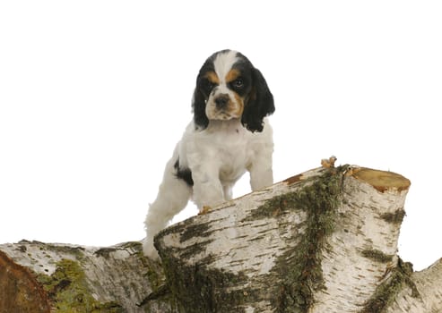 puppy exploring - american cocker spaniel puppy climbing on pile of wood