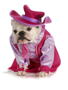 dog cowgirl - english bulldog dressed in cowgirl costume on white background