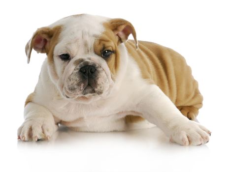 english bulldog puppy laying down with reflection on white background