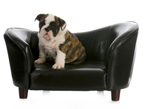 cute puppy sitting on a couch - english bulldog - 8 weeks old