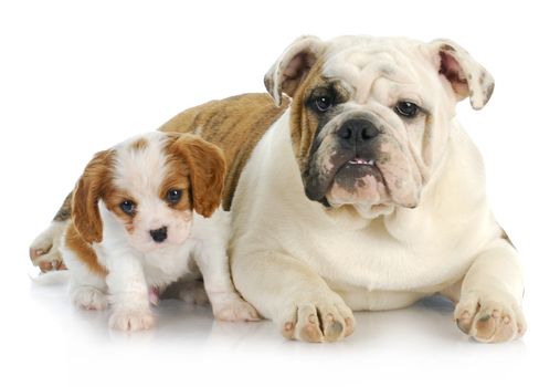 two puppies - cavalier king charles spaniel and english bulldog puppies on white background