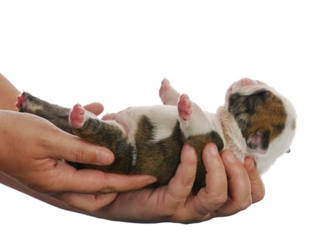 hands holding newborn puppy - english bulldog one week old