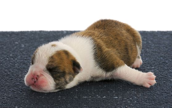 newborn puppy - one week old english bulldog puppy on blue mat