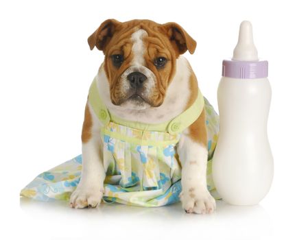 bottle feeding puppy - english bulldog puppy female sitting beside baby bottle with reflection on white background