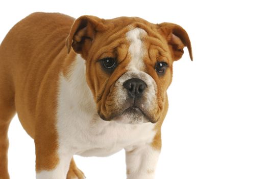 cute puppy - english bulldog puppy standing looking at viewer on white background