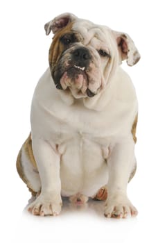 male english bulldog sitting looking at viewer on white background - 9 months old