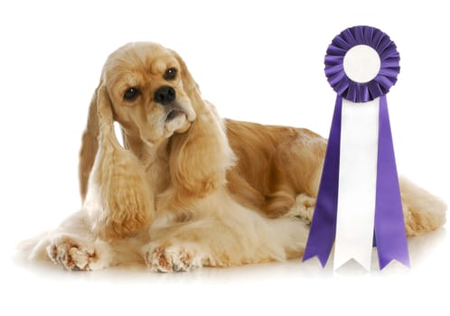 dog competition - american cocker spaniel laying beside purple and white rosette ribbon
