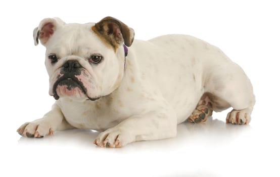 english bulldog laying down isolated on white background - 18 months old