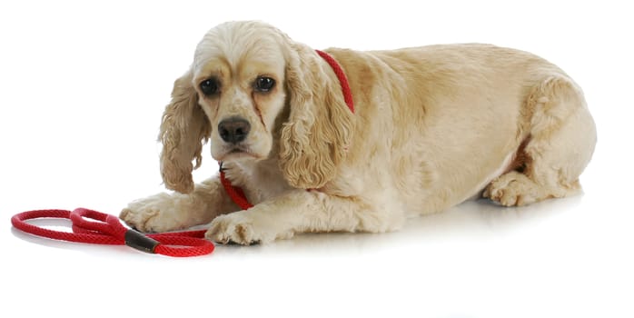dog on a leash - american cocker spaniel laying down waiting to go for a walk on white background