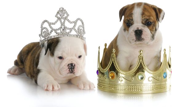  spoiled puppies - english bulldog puppies with crown and tiara on white background