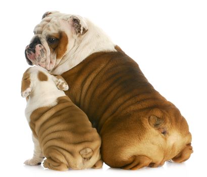 dog family - english bulldog father and son sitting with reflection on white background