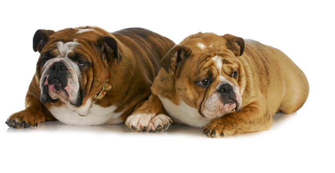 bulldog mother and daughter that look the same laying together on white background