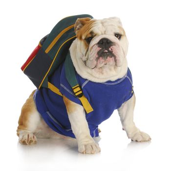 dog school - english bulldog wearing blue shirt and backpack ready for school on white background