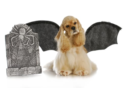 halloween dog - cocker spaniel wearing bat wings sitting beside tomb stone on white background