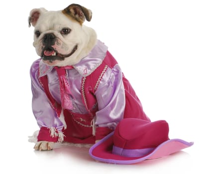 dog dressed up like a cowgirl - english bulldog wearing western costume sitting on white background
