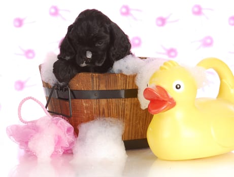 puppy bath time - american cocker spaniel puppy getting a bath