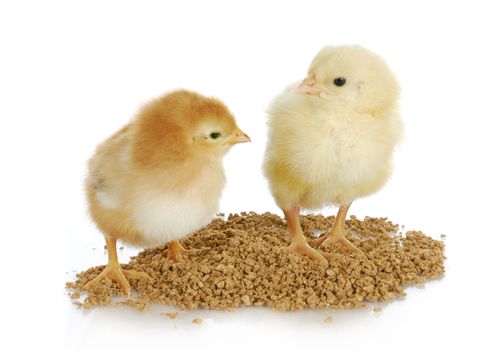newborn chicks eating from pile of feed on white background