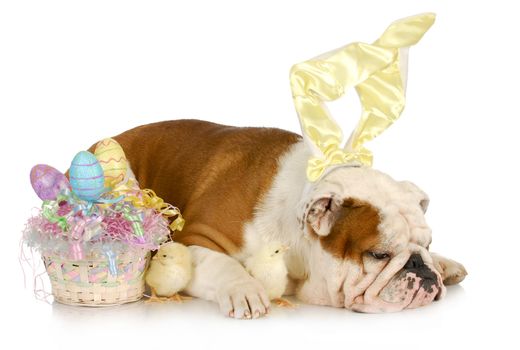 easter time - english bulldog wearing bunny ears laying beside easter basket with baby chicks
