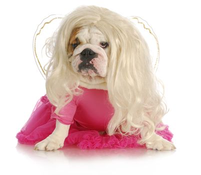spoiled dog - english bulldog dressed like a princess on white background