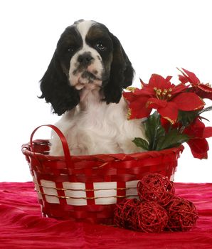 christmas puppy - american cocker spaniel sitting in a christmas basket