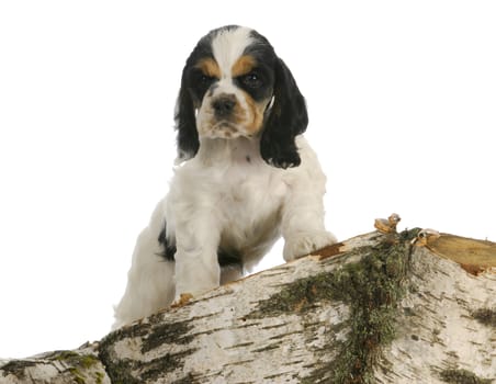puppy exploring - american cocker spaniel puppy climbing on a piece of wood