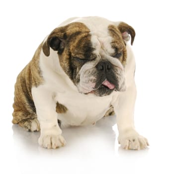 disgusted dog - english bulldog with disgusted looking expression sitting on white background