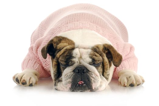 female bulldog wearing pink sweater sleeping on white background