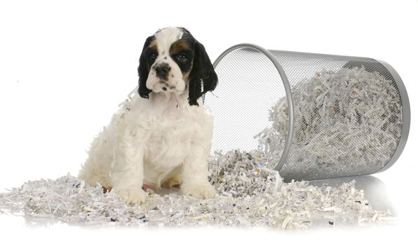 puppy sitting in recycled paper - american cocker spaniel puppy - 8 weeks old