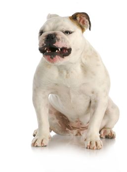 agressive dog - english bulldog with growling agressive expression on white background