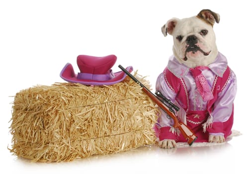 dog dressed up like a cowgirl - english bulldog dressed up like a cowgirl on white background
