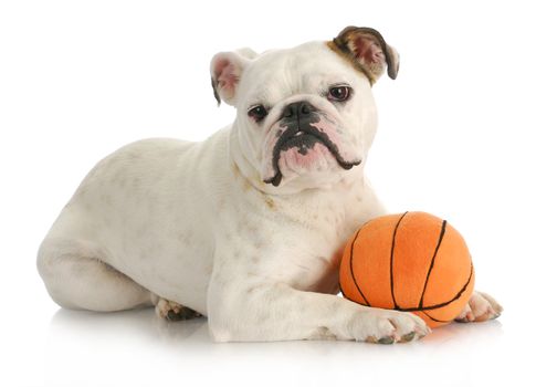 dog playing ball - english bulldog laying with stuffed basketball on white background