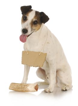 dog with bone - jack russel terrier wearing blank sign around neck sitting in front of dog bone