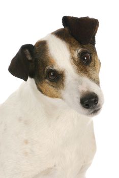 jack russel terrier portrait on white background