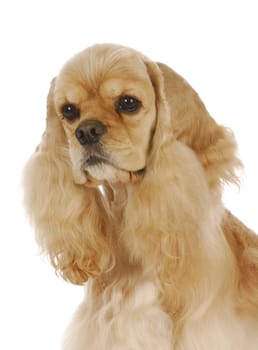 cute dog - champion American cocker spaniel male - 3 years old on white background