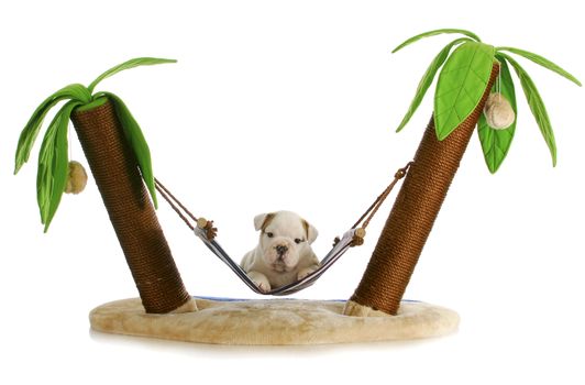 puppy on holidays - english bulldog puppy laying in hammock between two palm trees on white background