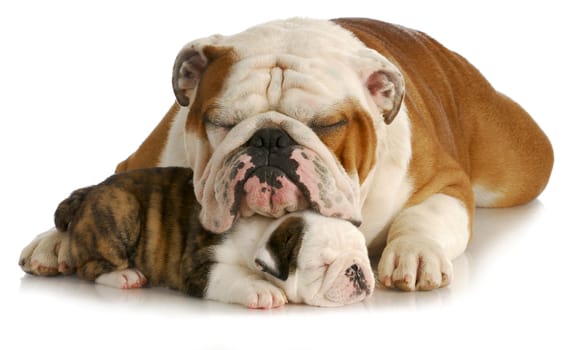bulldog father and puppy sleeping with reflection on white background - pup is 7 weeks old