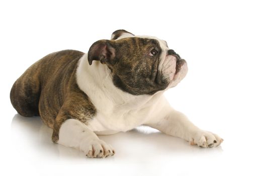dog looking up with concerned expression on white background - english bulldog