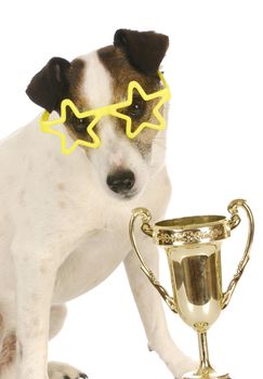 champion dog - jack russell terrier wearing star shaped glasses sitting beside trophy