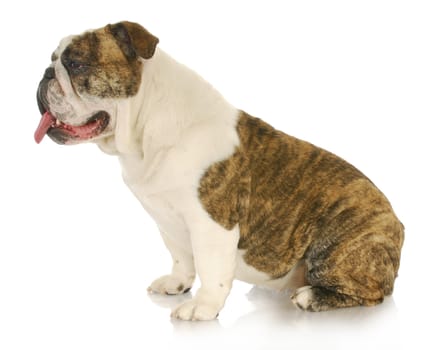 english bulldog sitting looking off to the side with reflection on white background - 3 years old female
