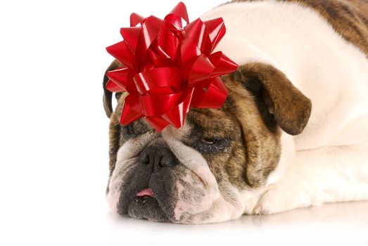 dog present - english bulldog with red bow on head