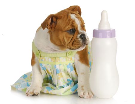 bottle feeding puppy - english bulldog sitting beside baby bottle 