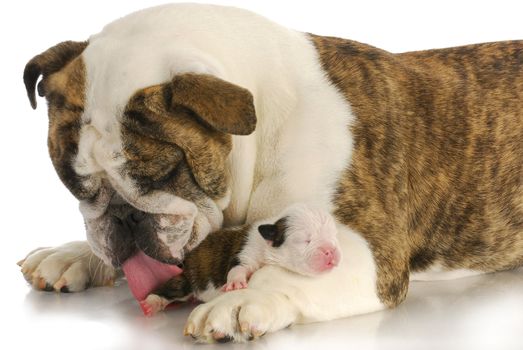 newborn puppy being cleaned by mother - english bulldog and two week old pup