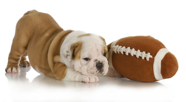 playful puppy - english bulldog laying 