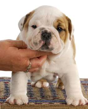 show puppy - english bulldog puppy standing - 6.5 weeks old