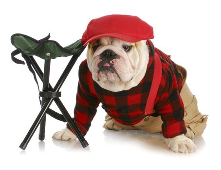 hunting dog - english bulldog dressed like a hunter wearing red baseball cap sitting beside hunting stool