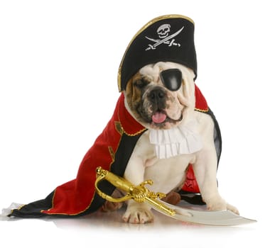 dog pirate - english bulldog dressed up like a pirate on white background