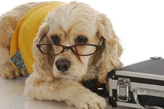 animal business - cocker spaniel dressed up in business attire with breakcase
