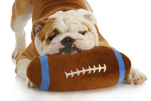 dog playing - english bulldog playing with stuffed football on white background
