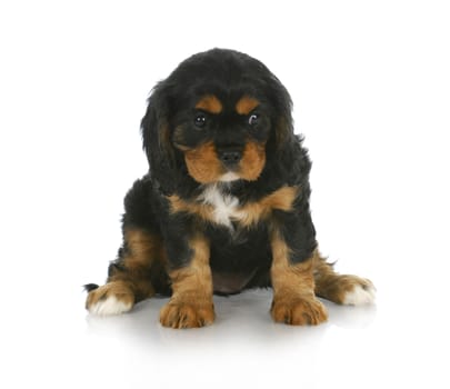 cute puppy - black and tan cavalier king charles spaniel puppy sitting - 6 weeks old